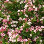 Weigela Florida Shrub Bush Seeds, Hummingbirds Old Fashioned Garden Flowers