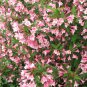 Weigela Florida Shrub Bush Seeds, Hummingbirds Old Fashioned Garden Flowers