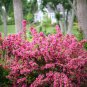 Weigela Florida Shrub Bush Seeds, Hummingbirds Old Fashioned Garden Flowers