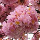 Tabebuia Rosea Tree 15 Seeds, Pink Poui, Pink Trumpet Tree