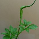 Arisaema tortuosum 5 Seeds, Hardy Whipcord Jack-in-the-Pulpit, Cobra Lily Arisaema tortuosum 5 Seeds, Hardy Whipcord Jack-in-the-Pulpit, Cobra Lily