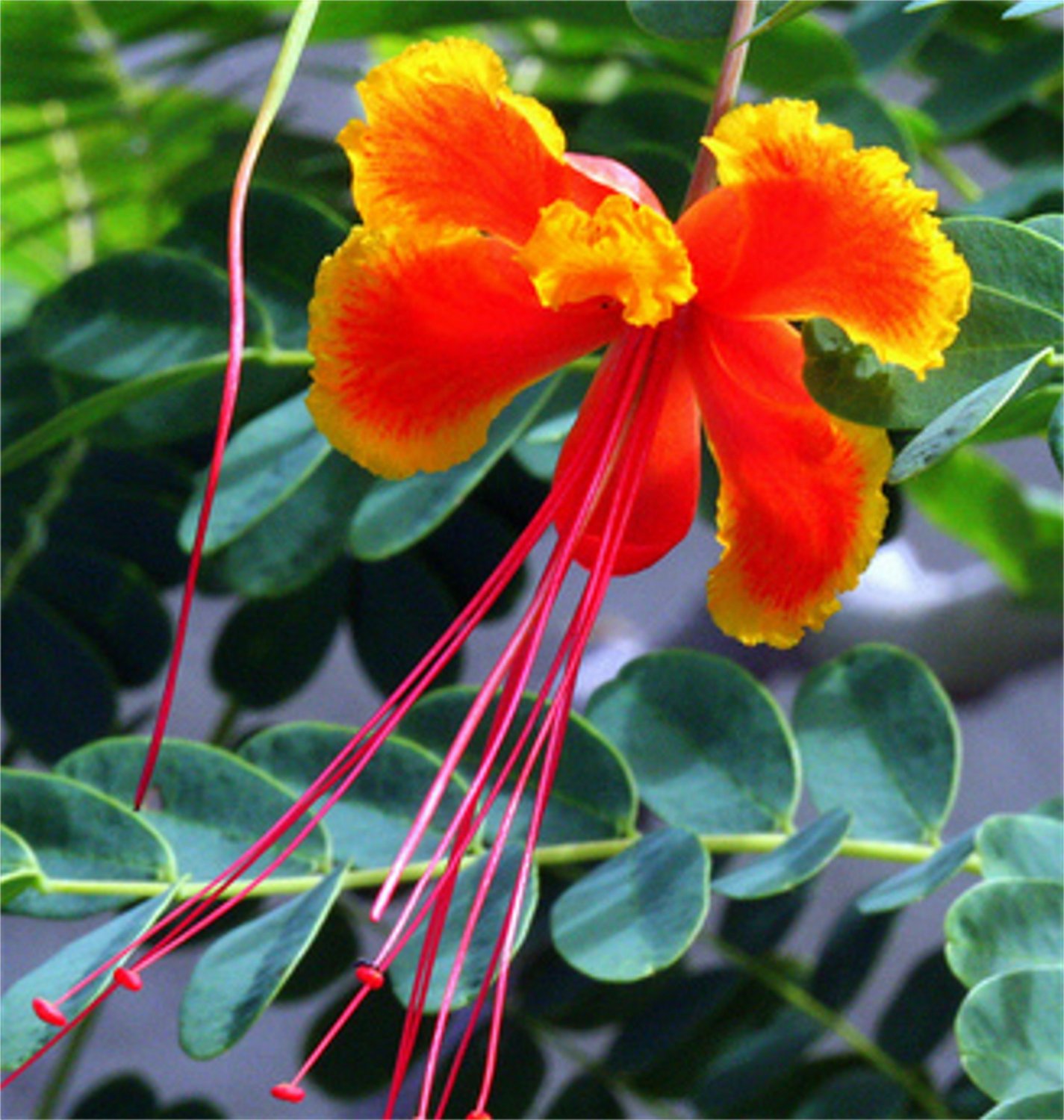 Caesalpinia Pulcherrima Shrub / Tree, Great For smaller ...