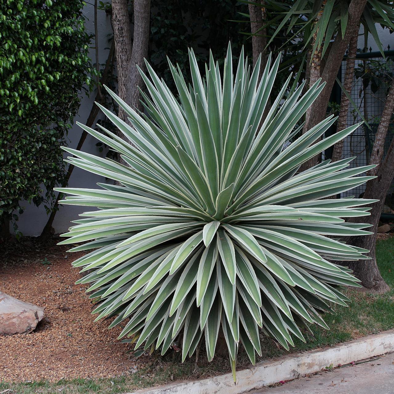 Agave Angustifolia Marginata 30 seeds, Hardy Cactus Succulents Agave Angustifolia Marginata 30 seeds, Hardy Cactus Succulents