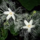 Trichosanthes Kirilowii Climber Vine 8 Seeds, Chinese Cucumber Medicinal Herb Trichosanthes Kirilowii Climber Vine 8 Seeds, Chinese Cucumber Medicinal Herb