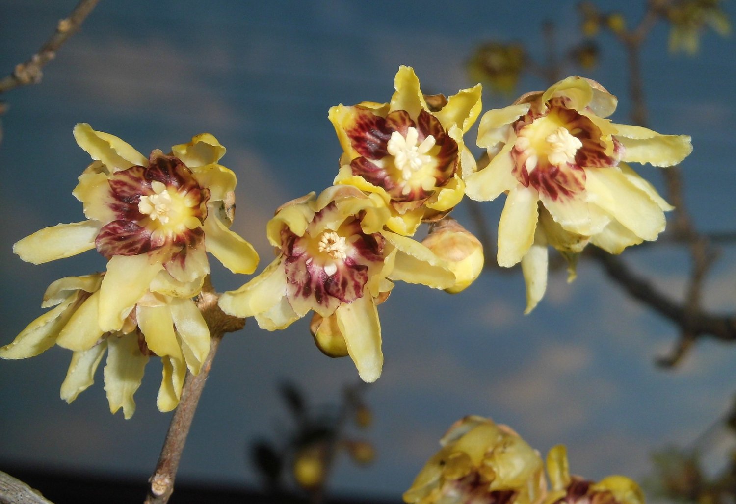 Chimonanthus Praecox Shrub 10 Seeds, Fragrant Wintersweet, Hardy