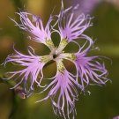 Dianthus Superbus 100+ Seeds, Fragrant Fringed Pink Dianthus Superbus 100+ Seeds, Fragrant Fringed Pink