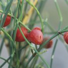 Ephedra Sinica 10 Seeds, Ma-Huang Medicinal Mormon Tea, Hardy Herb