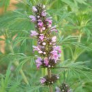 Leonurus Artemisia Plant 50+ Seeds, Chinese Motherwort Medicinal Herb Leonurus Artemisia Plant 50+ Seeds, Chinese Motherwort Medicinal Herb