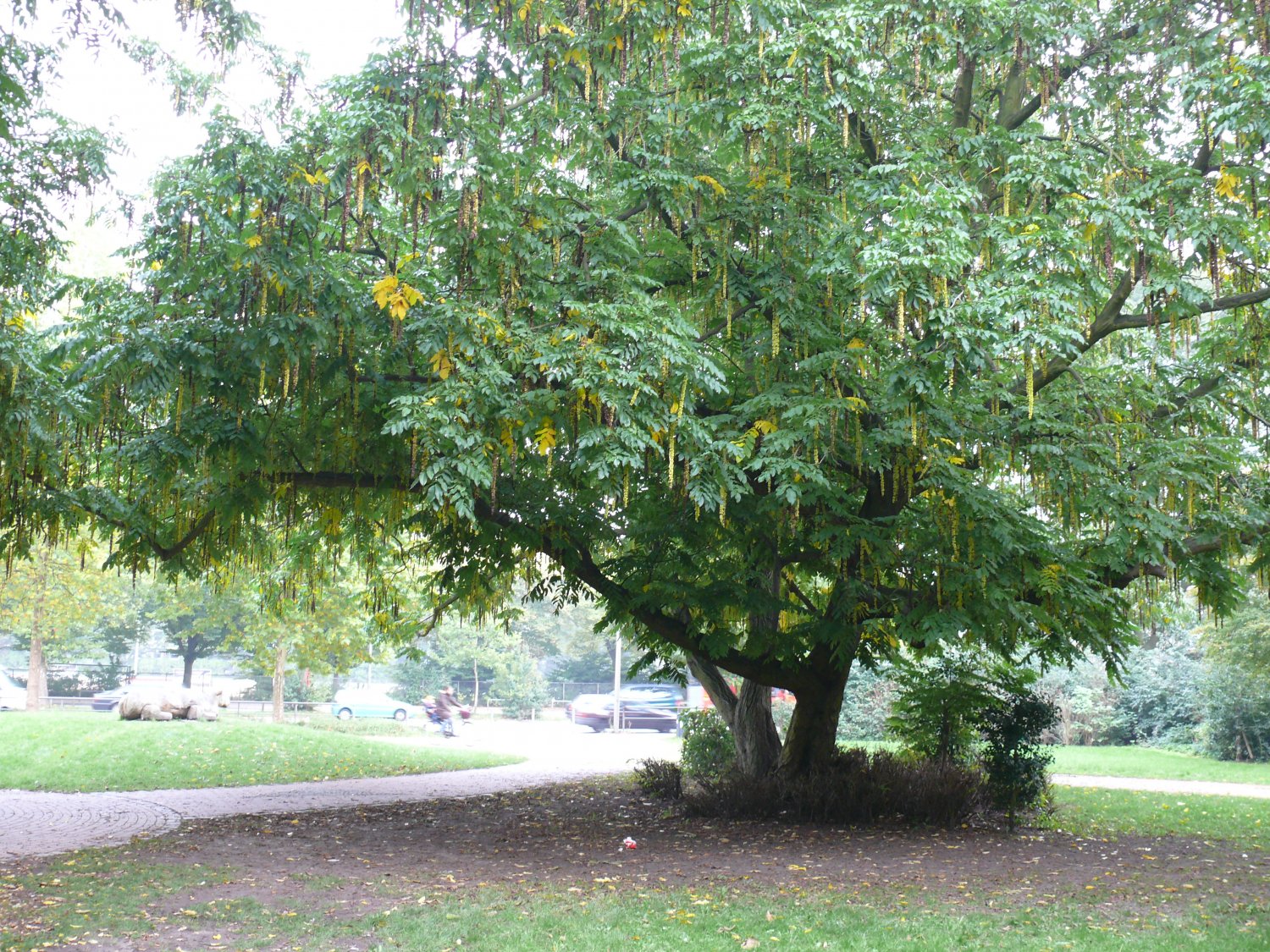 Pterocarya Stenoptera Tree 15 Seeds, Chinese Wingnut