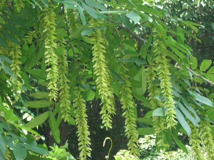 Pterocarya Stenoptera Tree 15 Seeds, Chinese Wingnut