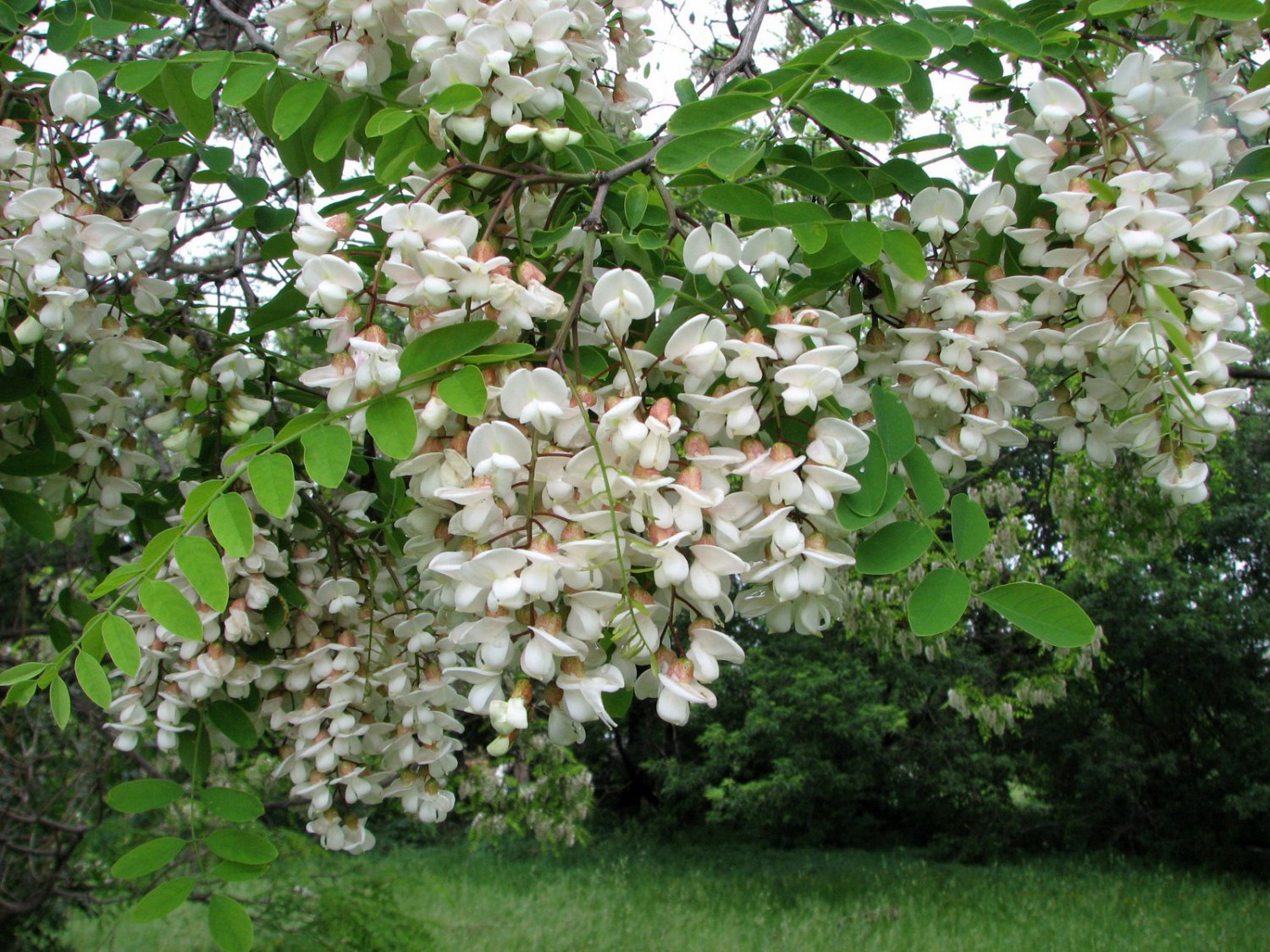 Robinia Pseudoacacia Tree 300 Seeds, Fragrant Cold Hardy Black Locust