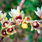 Chimonanthus Praecox Shrub 50 Seeds, Fragrant Wintersweet, Hardy Japanese Allspice Chimonanthus Praecox Shrub 50 Seeds, Fragrant Wintersweet, Hardy Japanese Allspice
