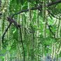 Pterocarya Stenoptera Shade Tree 50 Seeds, Chinese Wingnut