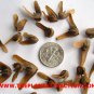 Pterocarya Stenoptera Shade Tree 50 Seeds, Chinese Wingnut