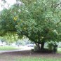 Pterocarya Stenoptera Shade Tree 100 Seeds, Chinese Wingnut