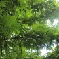 Pterocarya Stenoptera Shade Tree 100 Seeds, Chinese Wingnut