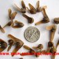Pterocarya Stenoptera Shade Tree 100 Seeds, Chinese Wingnut