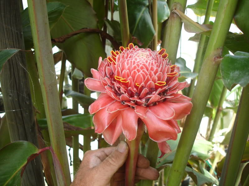 Etlingera Elatior 15 Seeds, Ornamental Tropical PINK Torch Ginger