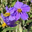 Solanum Virginianum 25 Seeds, Small Shrub Surattense Medicinal Yellow-Fruit Nightshade Solanum Virginianum 25 Seeds, Small Shrub Surattense Medicinal Yellow-Fruit Nightshade