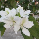 Bauhinia Alba 7 Seeds, Fragrant White Orchid Tree Camel's Foot Bauhinia Alba 7 Seeds, Fragrant White Orchid Tree Camel's Foot