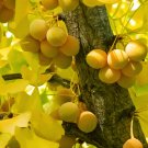Ginkgo Biloba Tree 8 Seeds, Hardy Medicinal Supplement Herb Bonsai Maidenhair