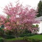 Cornus Florida Rubra Tree 10 Seeds, Pink Flowering Hardy Native Dogwood
