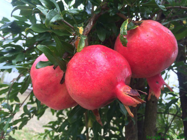 Punica Granatum 25 Seeds Pomegranate Edible Fruit Shrub Tree Bonsai