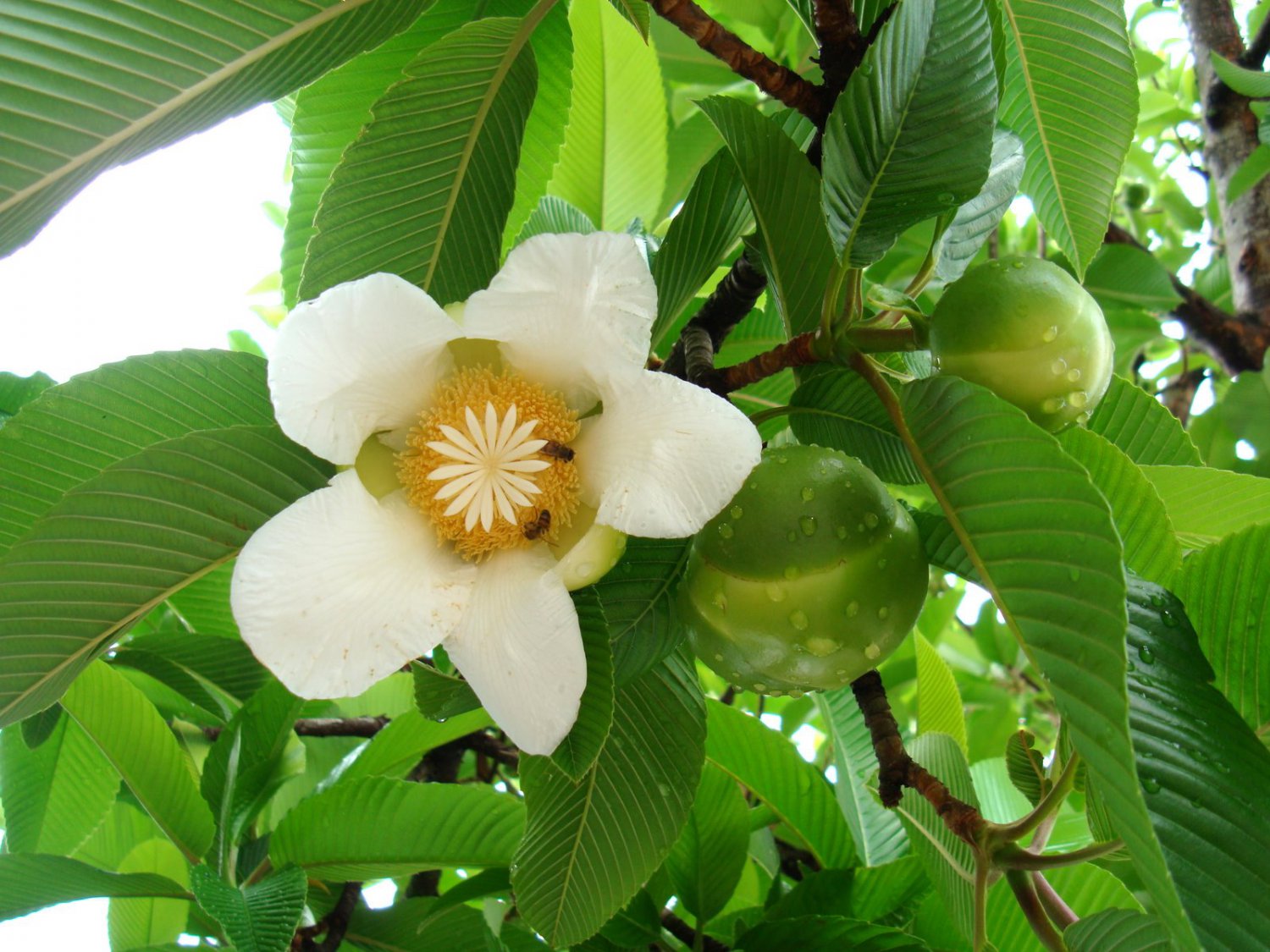 Dillenia Indica 15 Seeds, Elephant Apple Edible Fruit Shrub Tree Chulta