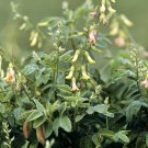 Astragalus Membranaceus Var. Mongholicus 50+ Seeds, Chinese Medicinal Milk Vetch Herb Plants Astragalus Membranaceus Var. Mongholicus 50+ Seeds, Chinese Medicinal Milk Vetch Herb Plants