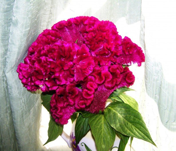 Celosia Cristata Pink 50100 Seeds, Edible Heirloom Crested