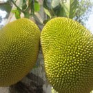 Artocarpus Heterophyllus Tree 5 Large Seeds, Enormous Jack Fruit Artocarpus Heterophyllus Tree 5 Large Seeds, Enormous Jack Fruit