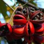 Sterculia Foetida Tree 5 Seeds, Java Olive, Wild Indian Almond, Peon