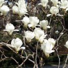 Magnolia Denudata 10 Seeds, Fragrant Yulan Jade Lily Tree Shrub