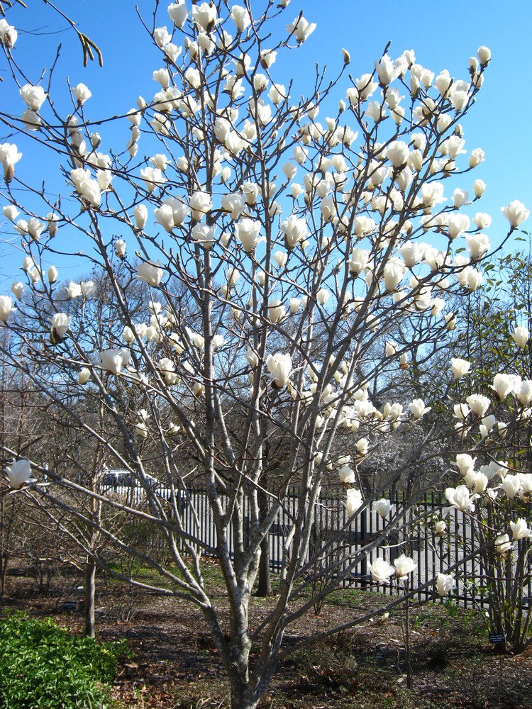 Magnolia Denudata 10 Seeds, Fragrant Yulan Jade Lily Tree Shrub