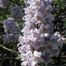 Paulownia Fortunei 200+ Seeds, Edible Flowering Princess Tree, Fast Growing Fodder, Dragon Tree Paulownia Fortunei 200+ Seeds, Edible Flowering Princess Tree, Fast Growing Fodder, Dragon Tree
