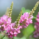 Indigofera pseudo- tinctoria, Chinese True Indigo Bush Shrub 100 Seeds, Ground Cover Indigofera pseudo- tinctoria, Chinese True Indigo Bush Shrub 100 Seeds, Ground Cover