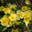 Rosa Xanthina 100 Seeds, Fragrant Wild Manchu Yellow Rose Shrub, Cold Hardy, Canary Bird Rosa Xanthina 100 Seeds, Fragrant Wild Manchu Yellow Rose Shrub, Cold Hardy, Canary Bird