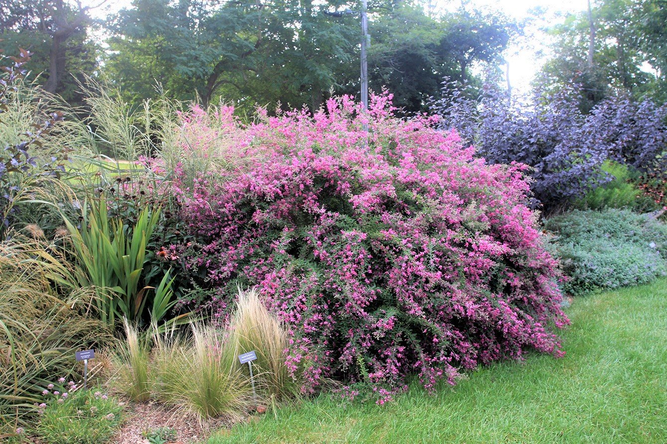 Lespedeza Bicolor 1500 Seeds, Bush Clover Shrub