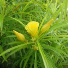 Thevetia Peruviana, Neriifolia, Cascabela 4 Seeds,  Fragrant Yellow Oleander, Shrub Or Small Tree