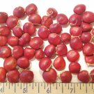Ormosia Hosiei Tree 2 Seeds, Rare Hung Tou Mu Protected Prised Chinese Timber Ormosia Hosiei Tree 2 Seeds, Rare Hung Tou Mu Protected Prised Chinese Timber