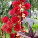 Ricinus Communis 10 Seeds, Castor Oil Bean Shrub Bush Hedge, Medicinal Ornamental Ricinus Communis 10 Seeds, Castor Oil Bean Shrub Bush Hedge, Medicinal Ornamental