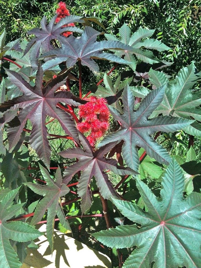 Ricinus Communis 10 Seeds, Castor Oil Bean Shrub Bush