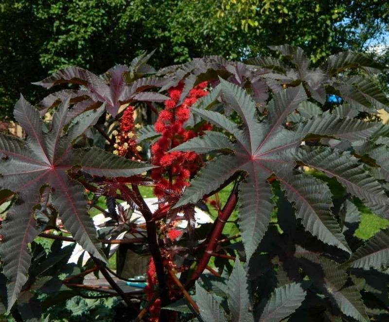 Ricinus Communis 10 Seeds, Castor Oil Bean Shrub Bush
