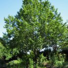 Eucommia Ulmoides 1,000 Seeds, Cold Hardy Medicinal Rubber Tree Eucommia Ulmoides 1,000 Seeds, Cold Hardy Medicinal Rubber Tree