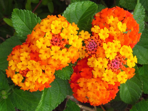 Lantana Camara 30 Seeds, Shrub Verbena Flowering Houseplant