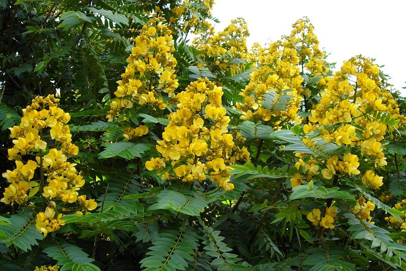 Senna Siamea 100 Seeds Cassia Kassod Thailand Shower Tree 