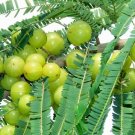 Phyllanthus Emblica Tree 100 Seeds, Medicinal Indian Gooseberry, Edible Amla Fruit, Emblic Myrobalan Phyllanthus Emblica Tree 100 Seeds, Medicinal Indian Gooseberry, Edible Amla Fruit, Emblic Myrobalan