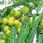 Phyllanthus Emblica Tree 100 Seeds, Medicinal Indian Gooseberry, Edible Amla Fruit, Emblic Myrobalan