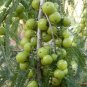 Phyllanthus Emblica Tree 100 Seeds, Medicinal Indian Gooseberry, Edible Amla Fruit, Emblic Myrobalan