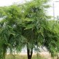 Phyllanthus Emblica Tree 100 Seeds, Medicinal Indian Gooseberry, Edible Amla Fruit, Emblic Myrobalan